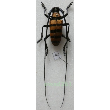 Nemophas grayi Breuning, 1943 male Indonesia, Ceram 34mm42